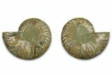 Cut & Polished Ammonite Fossil - Madagascar #377521-1